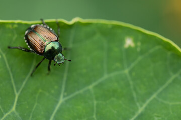 Japanese Trident Beetle