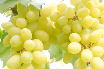 Green grapes in the vineyard