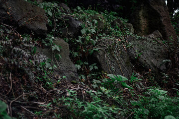 vine on the rock