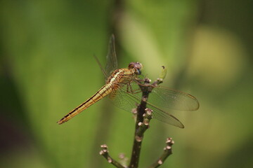 Yellow dragonfly (Common scarlet) (Crocothemis servilia) at Singapore Botanical Garden