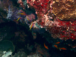 The underwater world in Mayotte