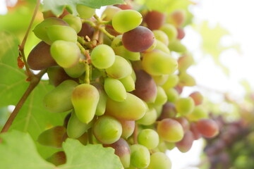 Green grapes in the vineyard