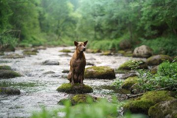 the dog sits on a stone in the water. Thai Ridgeback in nature, in the forest, river. 