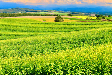 Fototapeta premium 九月の美瑛の丘・黄色い畑