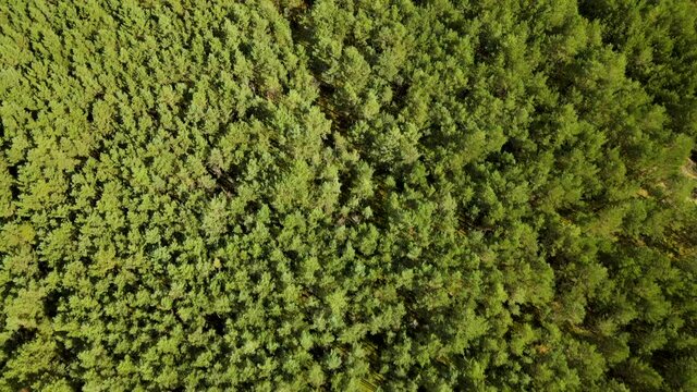 Overflying The Lush Tall Coniferous Forest Near The Village Of Kowalskie Blota In Gmina Cekcyn, Poland. - aerial top-down shot