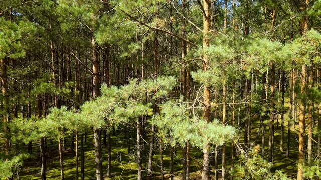 Lush Pine Trees In The Village Forest Of Kowalskie Blota In Poland Against The Bright Sunlight - tilt-up drone shot