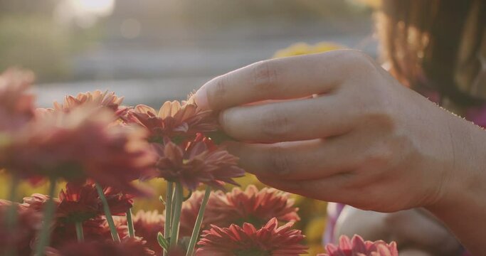 Close up woman hand hold and touch beautiful Chrysanthemum flower leaf in the flower garden with the sunlight.Organic farming, spring gardening, save world concept with slow motion