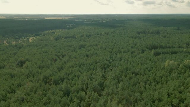 Top View Of A Green Forest Under The Sky Near Kowalskie Blota Village In North Central Poland. - Aerial Drone Shot