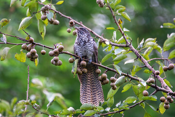 Bird - Asian Koel female on forest fruits tree branch
