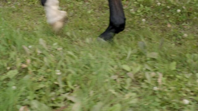 Close-up partial view of horse walking on green meadow. Low section of majestic brown horse walking on green grass in countryside