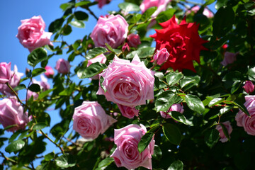 ピンクのバラと赤いバラと青空