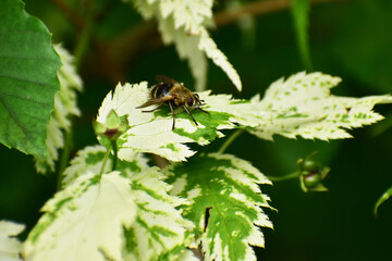 斑入りの葉に止まるアブ
