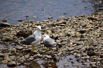 Fototapeta premium 河原に立つカモメの親子