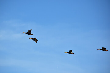 Obraz premium 夏の青空を飛ぶカルガモの群れ