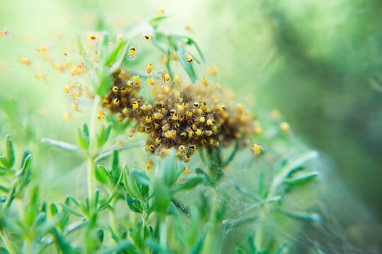 Many newborn European garden spiders (Araneus diadematus, also known as diadem spider, cross spider, or crowned orb weaver spider) alll together in nest on blade of grass.