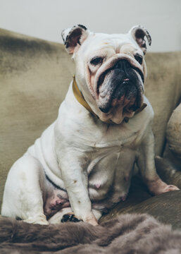 Portrait of an English Bulldog