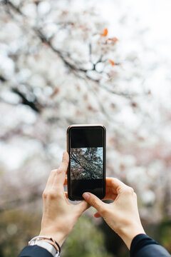 Hands of a woman taking a photo with phone of the cherry blossom in Japan.