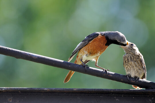 Redstart (Phoenicurus phoenicurus)