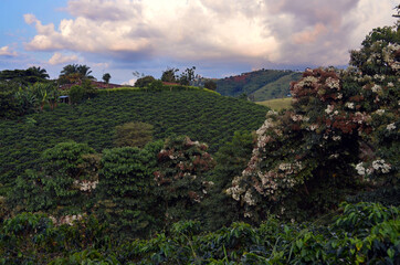 Pereira, Colombia - View of coffee plantation