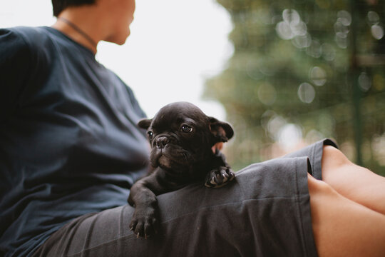 Woman sitting in garden with black French Bulldog puppy dog on her legs