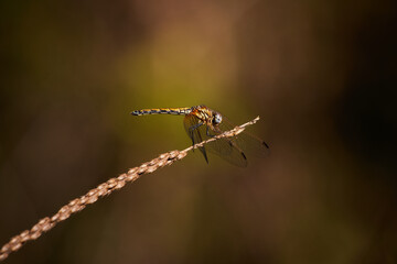 Dragonfly close up Shot sitting on the grass