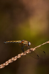 Dragonfly close up Shot sitting on the grass
