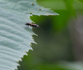 Winged ant on the edge of a leaf ready to take off