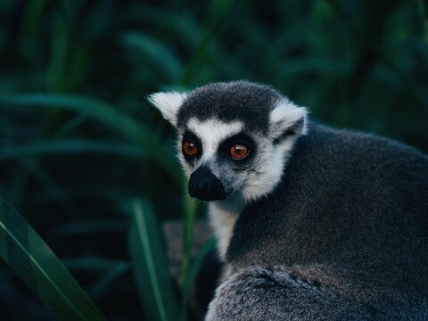 Lemur