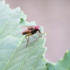 Macro photo of a fly on a leaf