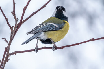 Naklejka premium Cute bird Great tit, songbird sitting on a branch without leaves in the autumn or winter.
