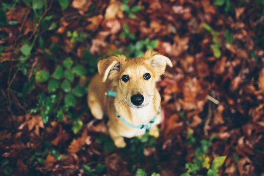 Young Dog Above Portrait