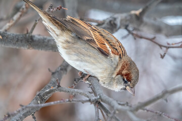 Sparrow sits on a branch without leaves.