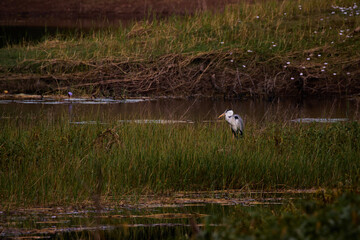 Waterbirds in Mayotte island