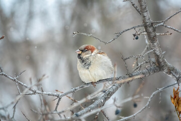 Sparrow sits on a branch without leaves.