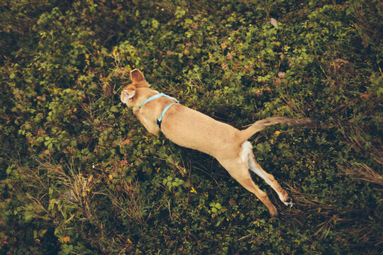 Young Dog Running Autumn