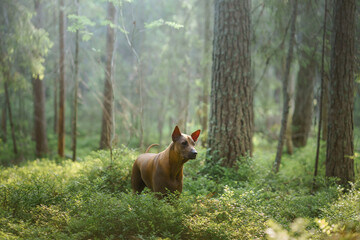 Naklejka na ściany i meble dog in the woods. Red-haired Thai Ridgeback in nature. Forest landscape with dog