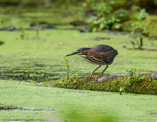 Green Heron Standing on a Log Covered in Moss and Fishing on the Pond