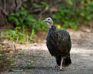 Eastern Wild Turkey Closeup Portrait