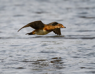 Juvenile Male Wood Duck Drake in Flight Over River