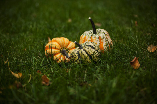 Festival squash lying in the grass