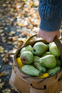 Woman carrying pears