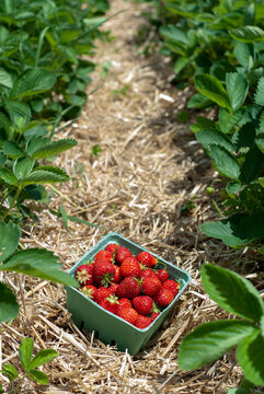 Quart of fresh strawberries in the strawberry patch