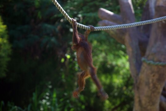 A Picture of an Orang Utan hanging on a rope