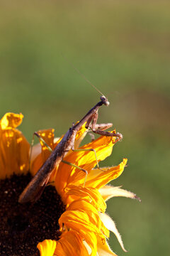 Praying Mantis on a Sunflower