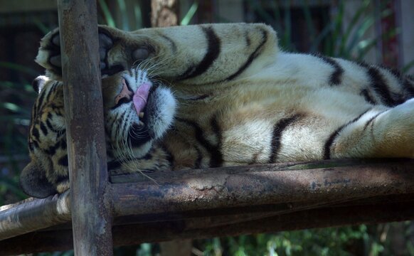 a picture of a tiger in a zoo
