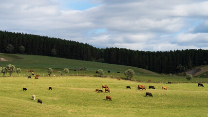 View of a herd of cows grazing in a field in Quebec
