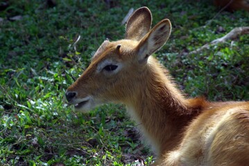 a picture of a young deer photo in a wild