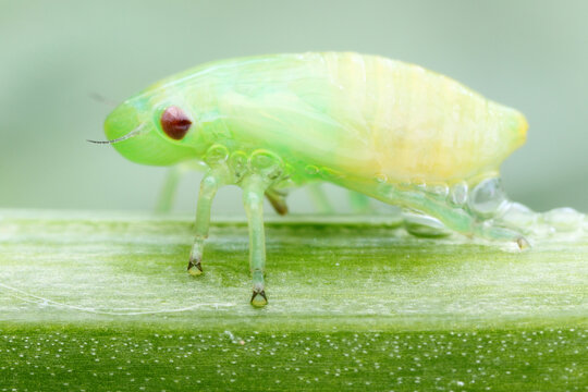 Alien froghopper
