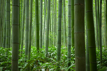 Arashiyama forest, Kyoto, Japan.
