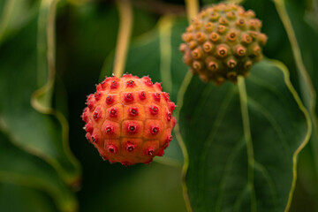 close up of one red, one green dogwood berries hanging on the tree